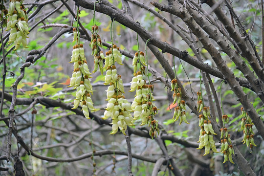 禾雀花