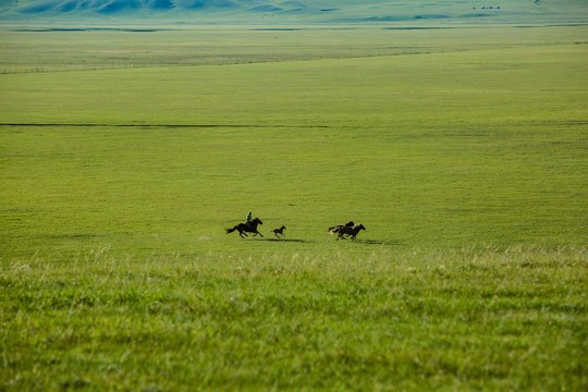夏季草原蒙古族套马