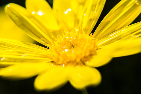 黄花