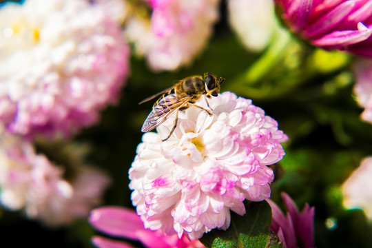 菊花和蜜蜂