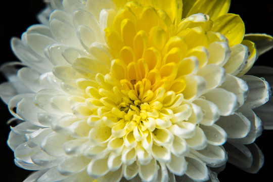 菊花