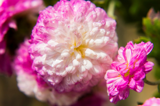 菊花