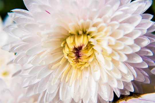 白菊花