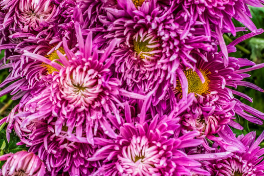 菊花
