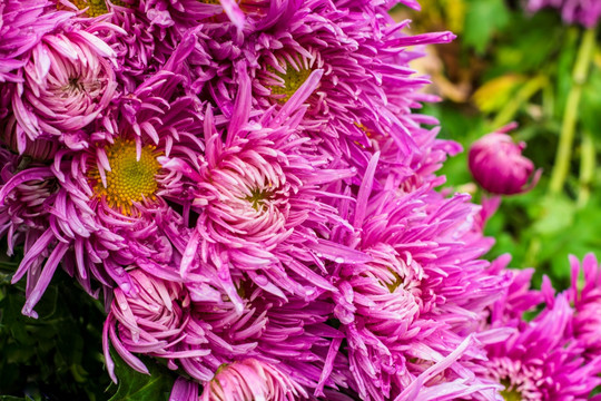 菊花