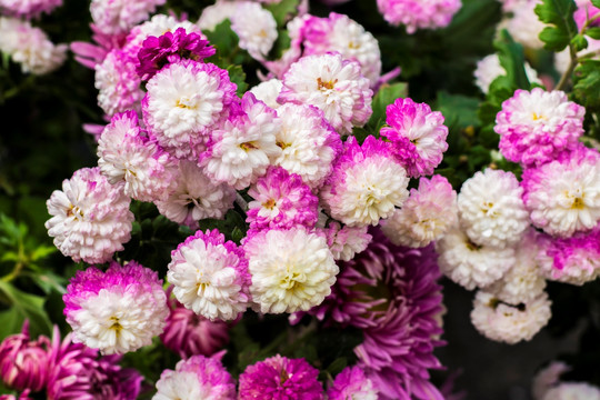 菊花