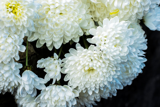菊花