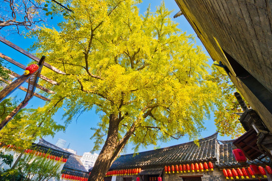 徐州户部山民俗博物馆秋景