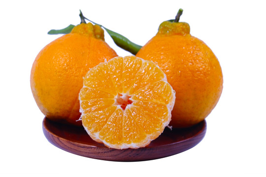 丑柑丑橘