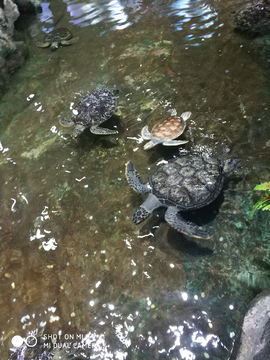 海龟