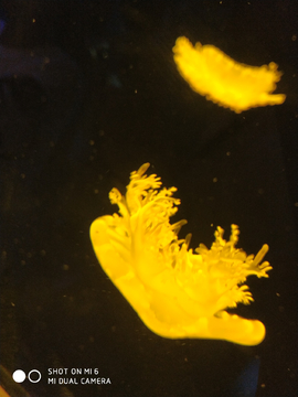 水母