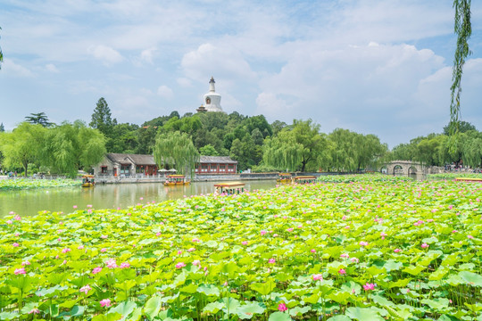 北京北海公园夏日荷花