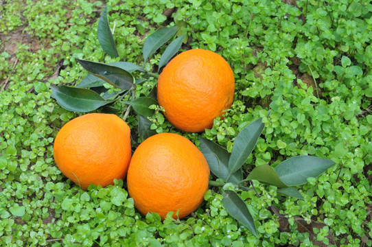 爱媛柑橘