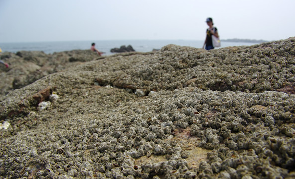 海洋