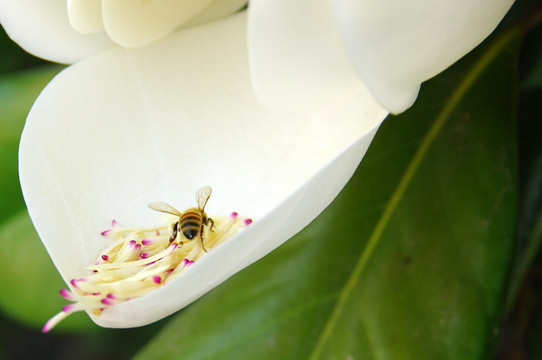 蜜蜂