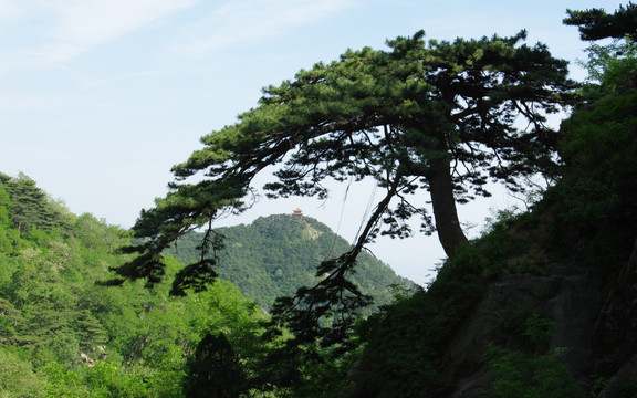 松树
