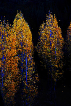 秋季黄杨树油画质感图片