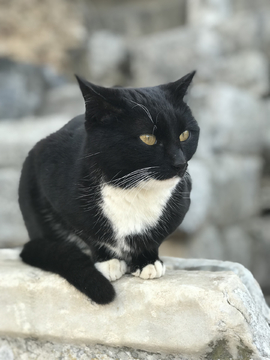 土耳其黑猫