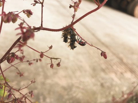 昆虫虫子吃毛毛虫瓢虫吃毛虫