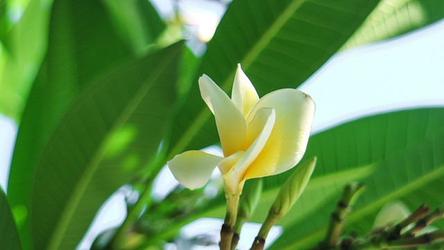 缅甸栀子