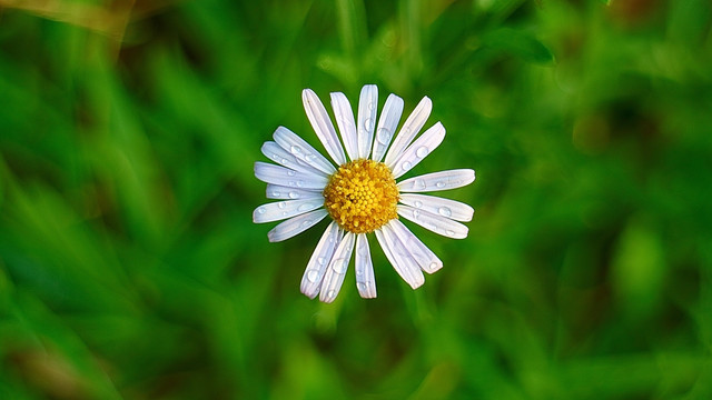 马兰花