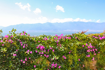 苍山洱海鲜花墙