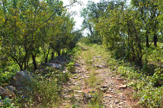 山路