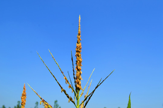 玉米花蕊