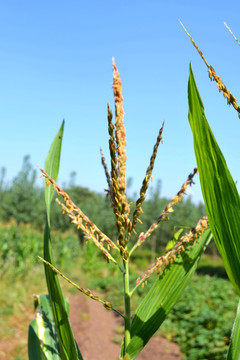 玉米花蕊