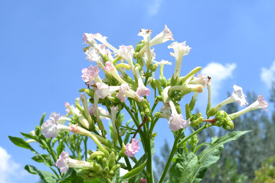 烤烟花