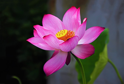 荷花