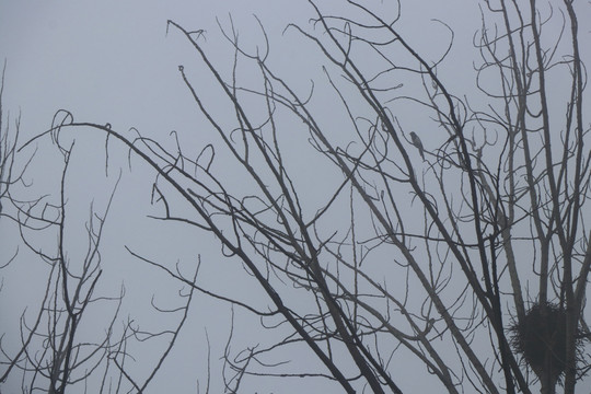 雾中的干树枝