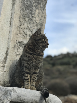 土耳其以弗所的猫咪