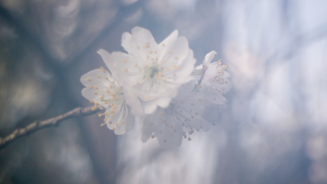 雾里看花