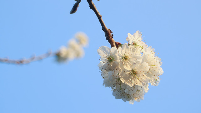 樱花