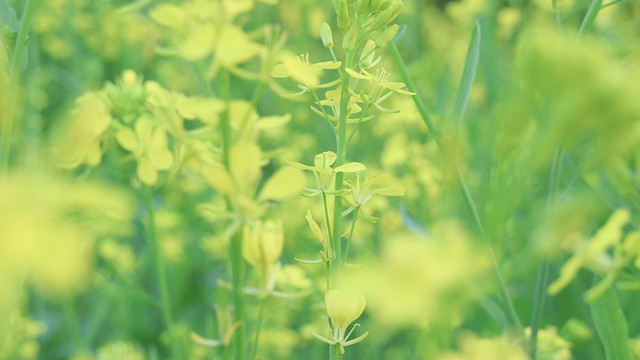 油菜花