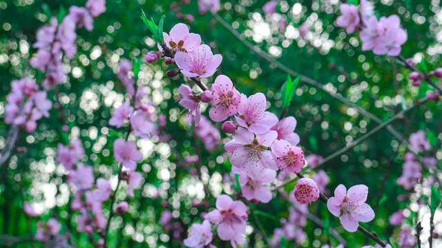 竹外桃花