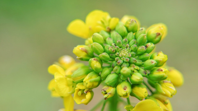 油菜花