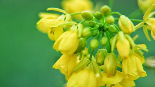 油菜花