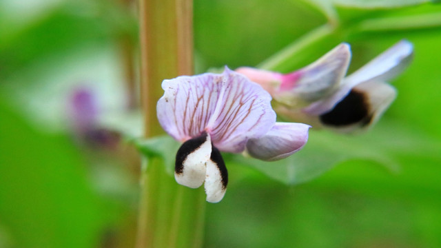 蚕豆花