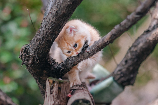 树上小橘猫