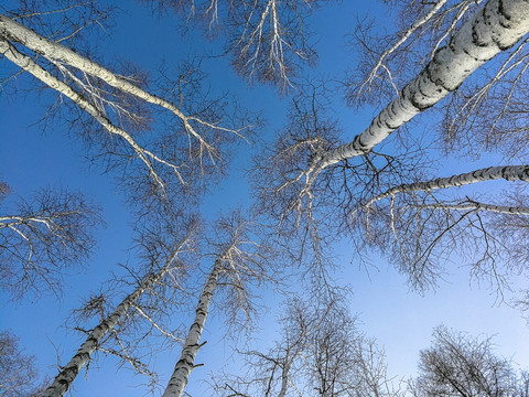 冬季仰拍白桦树林