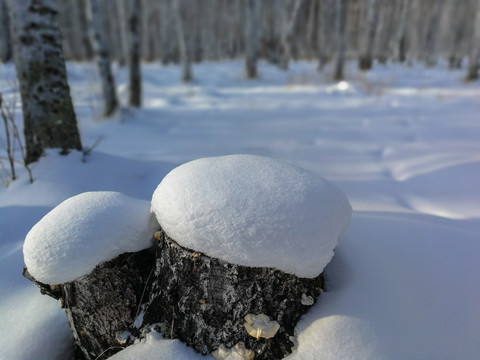 树墩上的积雪