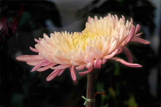 菊花