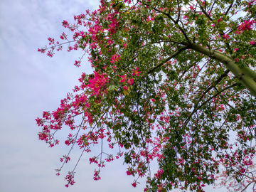 美丽异木棉