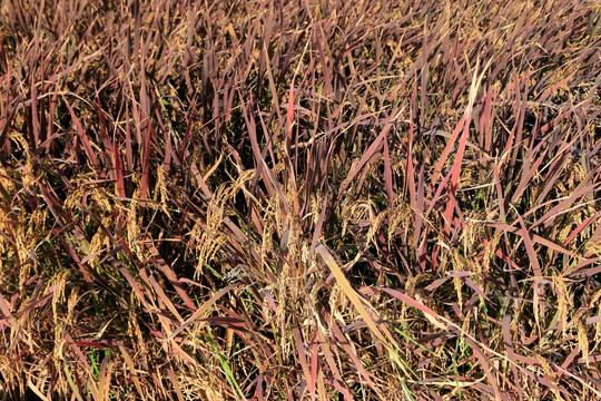 彩色水稻紫红叶