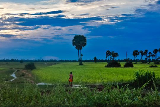 柬埔寨田园风光
