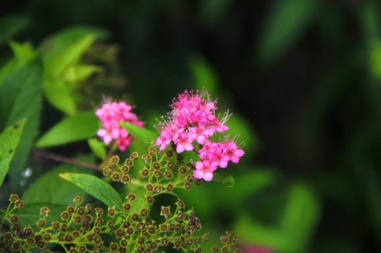 粉花绣线菊