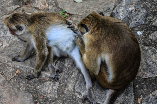 斯里兰卡丹布勒石窟猴子挠痒