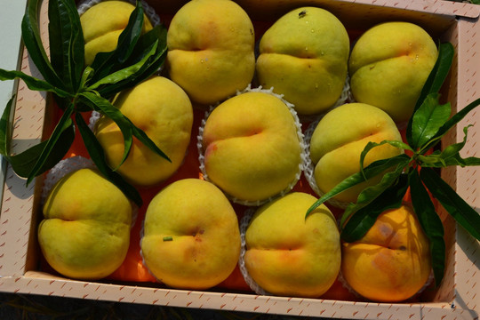 新鲜黄桃精品摄影图